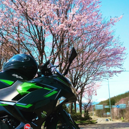 桜とバイク