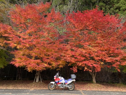 紅葉Twin