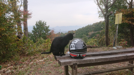 黒猫とヘルメット