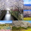 バイクで行きたい関東・甲信越エリアの『桜の名所』5選!