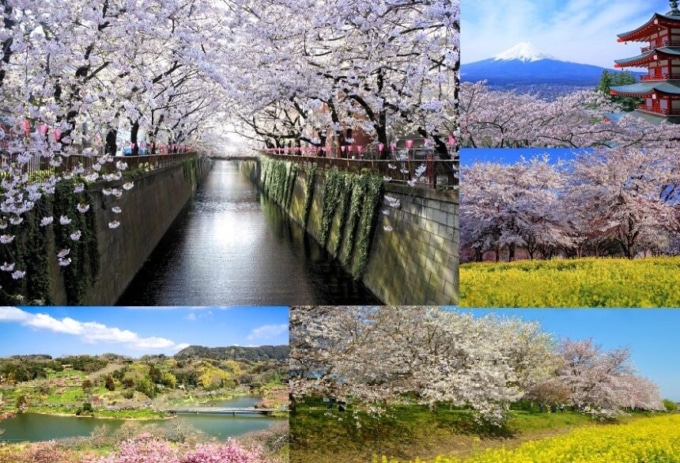 バイクで行きたい関東・甲信越エリアの『桜の名所』5選!