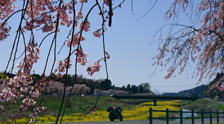 余呉川の菜の花