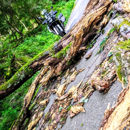 Fallen Tree