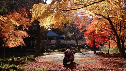 黄紅葉とバイク