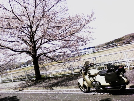 Sakura Saku Kisetu