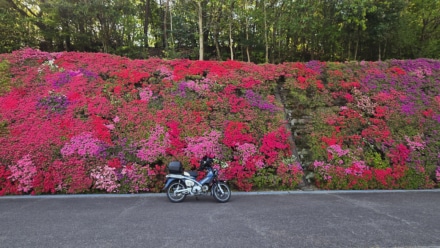 花の壁