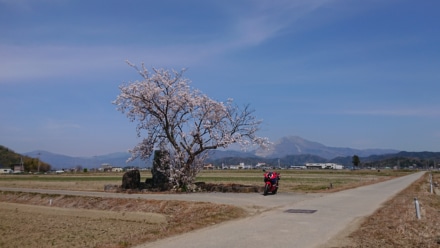 桜と伊吹山とバイク