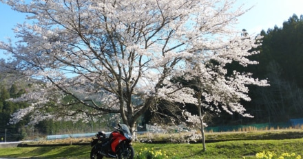 満開の桜の大木
