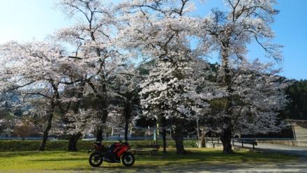 桜の木陰