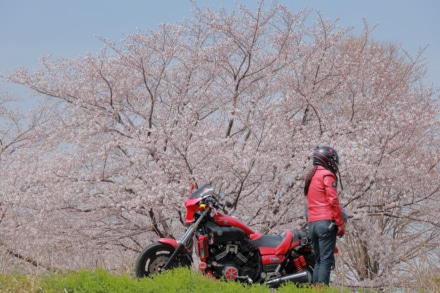 Vmaxと花見