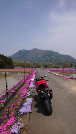 芝桜とパイク