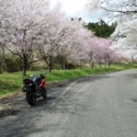 桜並木通り