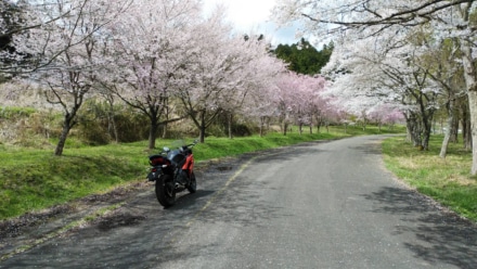 桜並木通り
