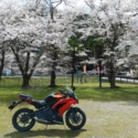 🌸さくら🌸