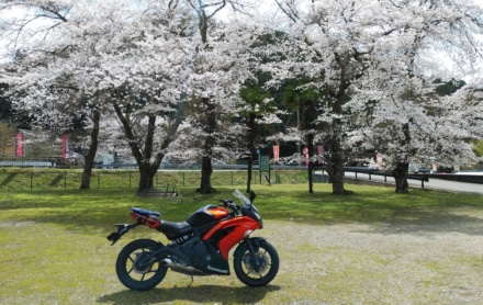 🌸さくら🌸
