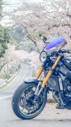 桜並木と。
